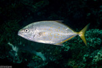 Carangoides