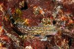 Blenniidae