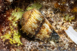 Conoidea