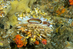 Spondylus
