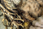 Brittle Stars