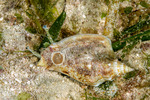 Strombidae