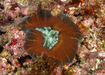 Trachyphyllia