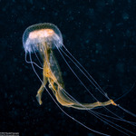 Scyphozoa
