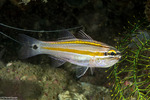 Cardinalfishes