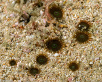 Zoantharia
