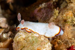 Nudibranchs
