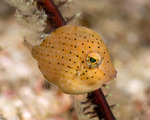 Filefishes