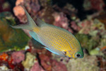 Chromis
