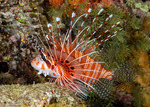 Pterois