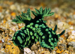 Nembrotha