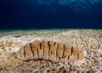 Holothuria