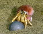 Hermit Crabs