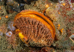 Pectinidae