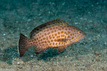 Epinephelinae