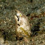 Eels and Eel-like Fishes