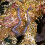 Brittle Stars