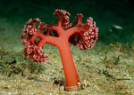 Corals
