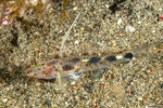 Fusigobius