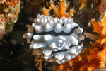 Nudibranchia