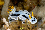 Chromodoris