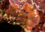 Bryozoans