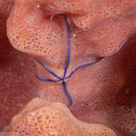 Brittle Stars