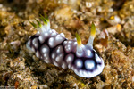 Nudibranchs