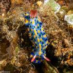 Hypselodoris