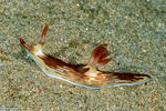 Nudibranchs