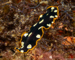Pseudocerotidae