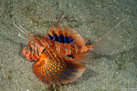 Parapterois