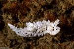 Nudibranchs