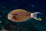 Acanthurus