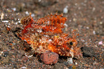 Scorpionfishes