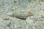 Gobies