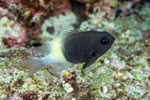 Pycnochromis