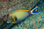 Acanthurus