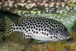 Plectorhinchinae