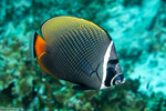 Butterflyfishes