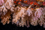 Octocorals
