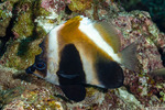 Butterflyfishes