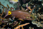 Cardinalfishes