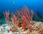 Octocorals
