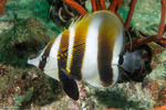 Chaetodontidae