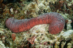 Sea Cucumbers