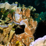 Montipora