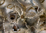 Brittle Stars